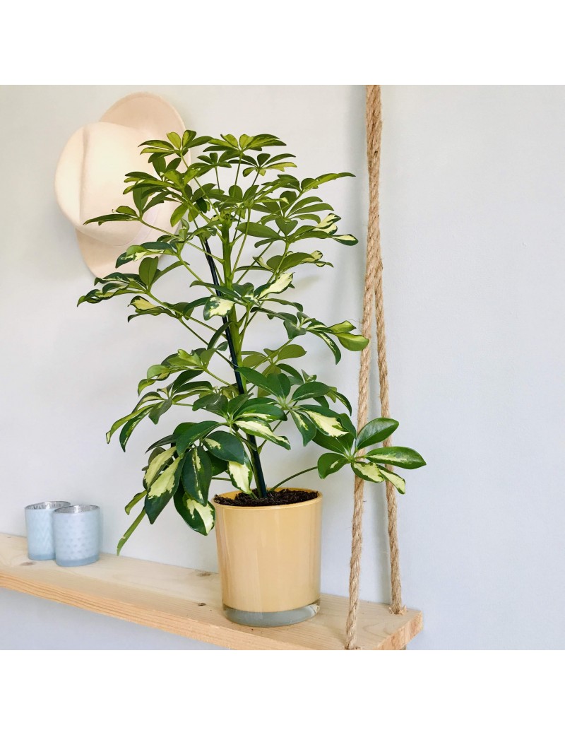 L'Arbre Parapluie : Un Choix Saisissant Pour Une Plante D'Intérieur