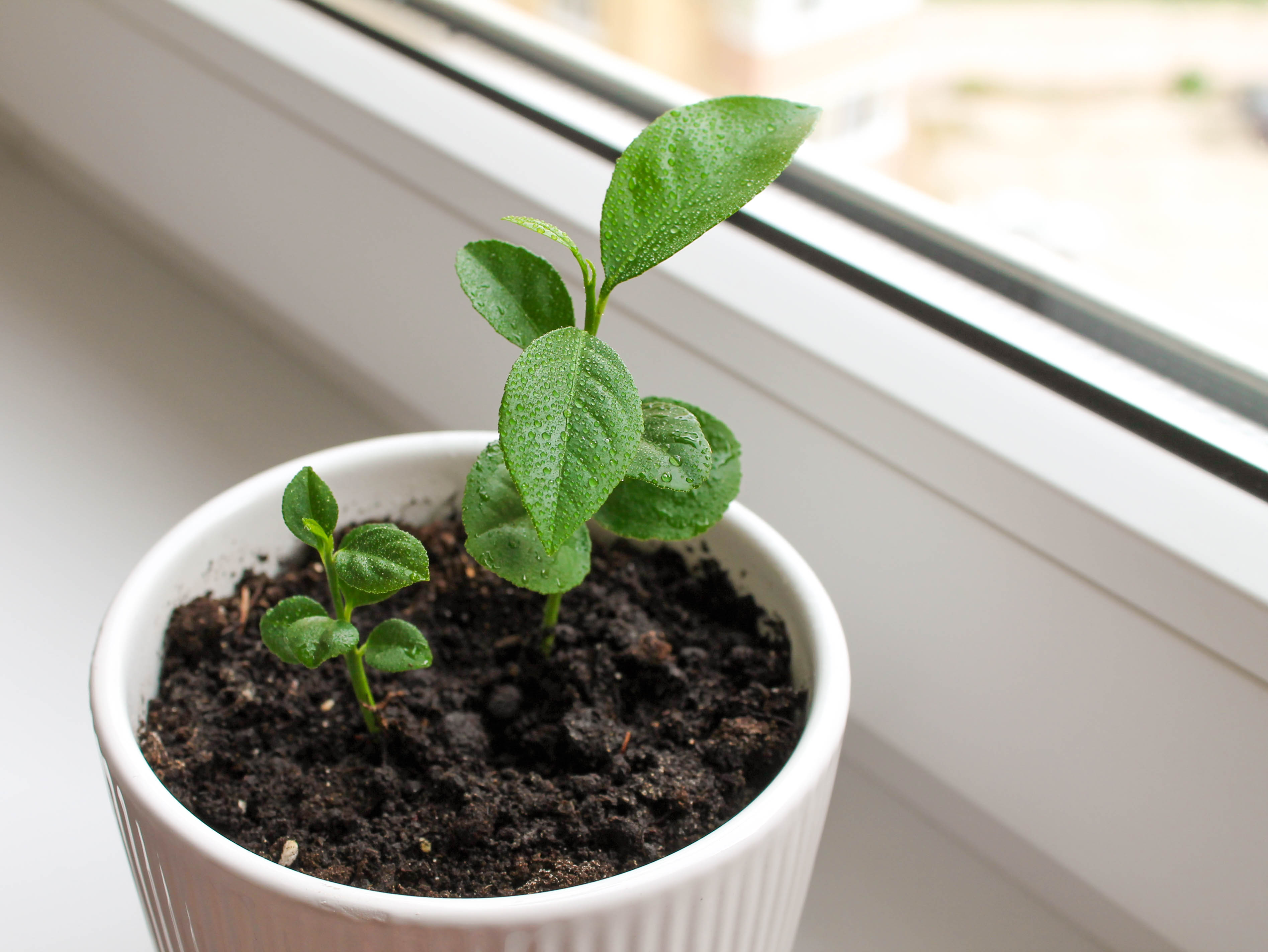 Succès Des Semis : Germination Et Culture De Plantes En Intérieur À Partir De Graines