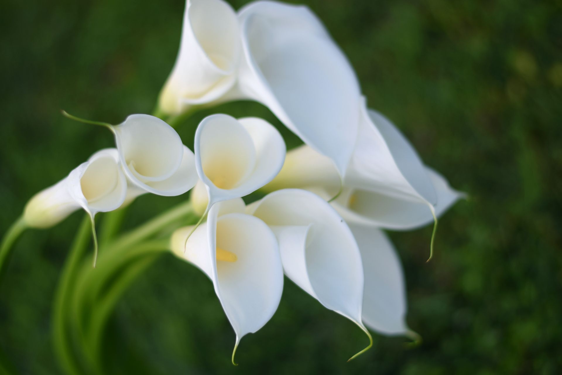 Un Calla Est-Il Une Plante D'Intérieur