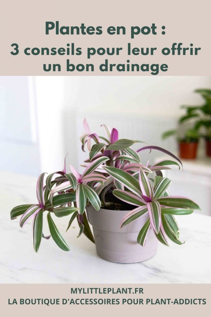 Les Plantes D'Intérieur Ont-Elles Besoin De Drainage