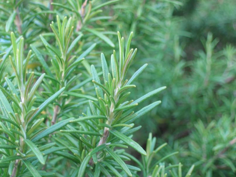 Résilience Du Romarin : Avantages Et Conseils D'Entretien Pour Les Plantes De Romarin D'Intérieur