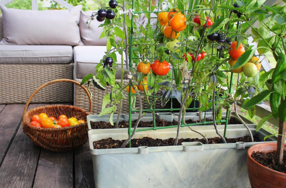 Peut-On Faire Pousser Une Plante De Tomate En Intérieur