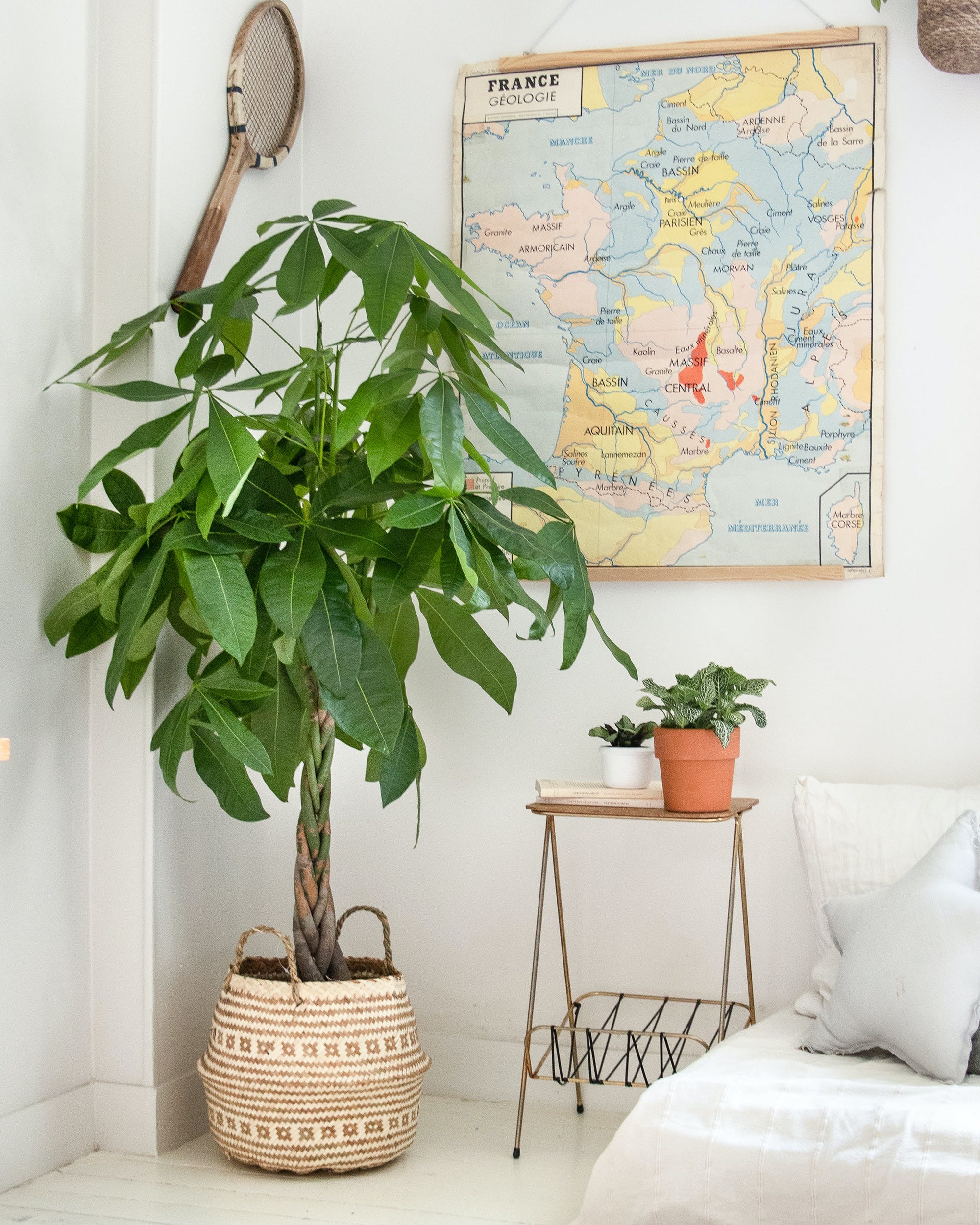 Soin De La Schefflera Amate En Intérieur