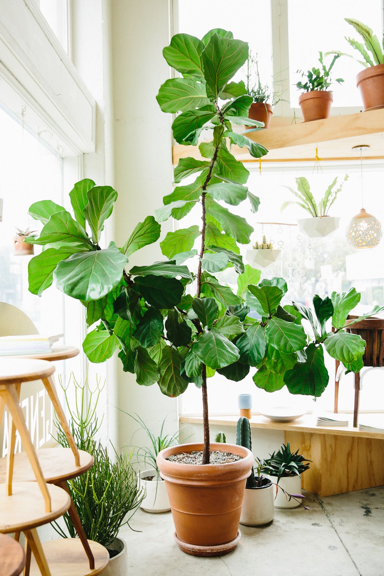 Mise Au Point Sur Le Figuier Lyre : Conseils Essentiels Pour Prendre Soin Des Plantes D'Intérieur