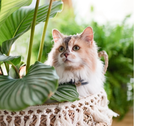 Flore Adaptée Aux Félins : Plantes D’Intérieur À Faible Lumière Sûres Pour Les Chats