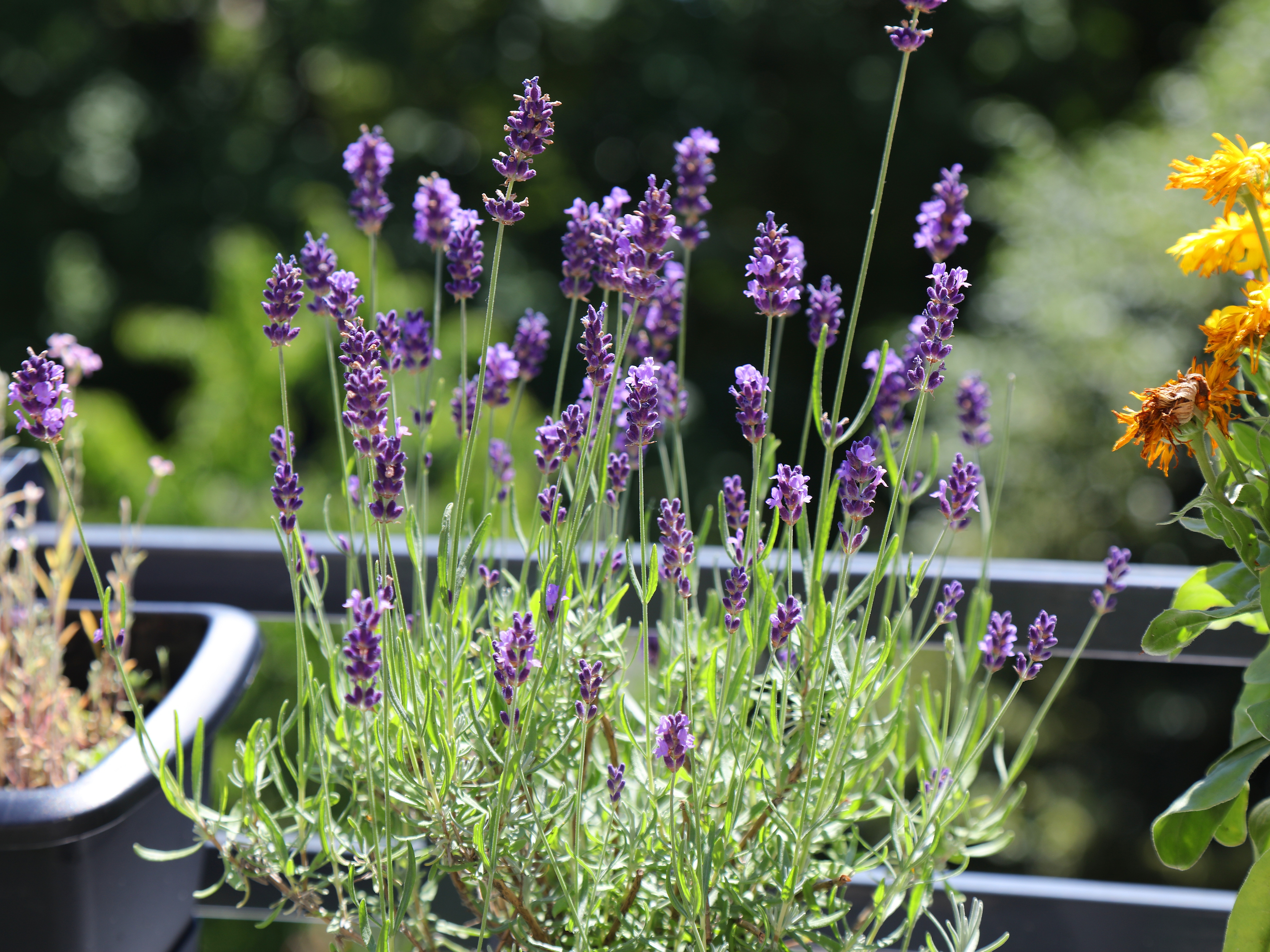 La Lavande Est-Elle Une Plante D'Intérieur