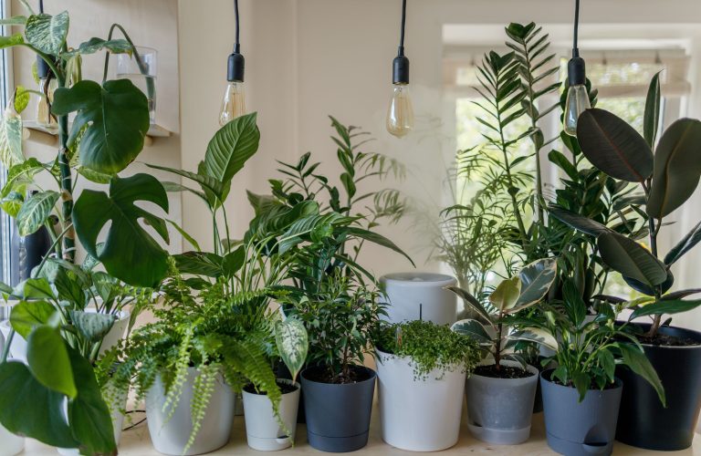 Le Choix Du Pouce Vert : Meilleures Lampes De Croissance Pour Les Plantes D’Intérieur Prospères