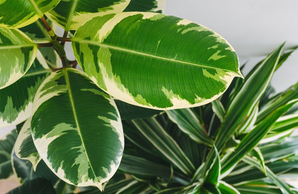 Visions Panachées : Plantes D'Intérieur À Feuilles Vertes Et Blanches