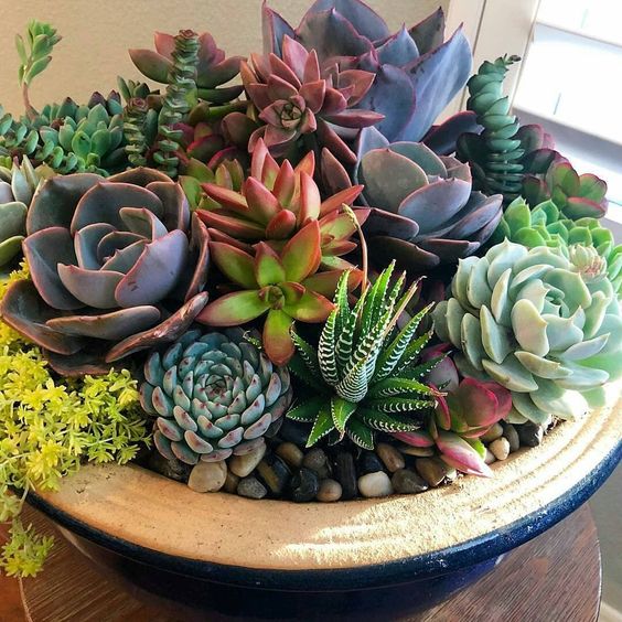 Les Succulentes Sont-Elles Des Plantes D'Intérieur Ou D'Extérieur