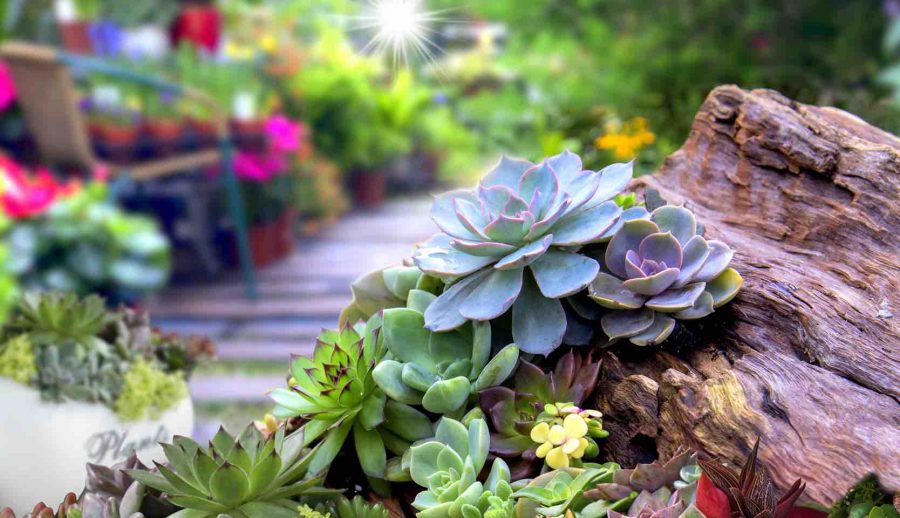 Les Succulentes Sont-Elles Des Plantes D'Intérieur Ou D'Extérieur