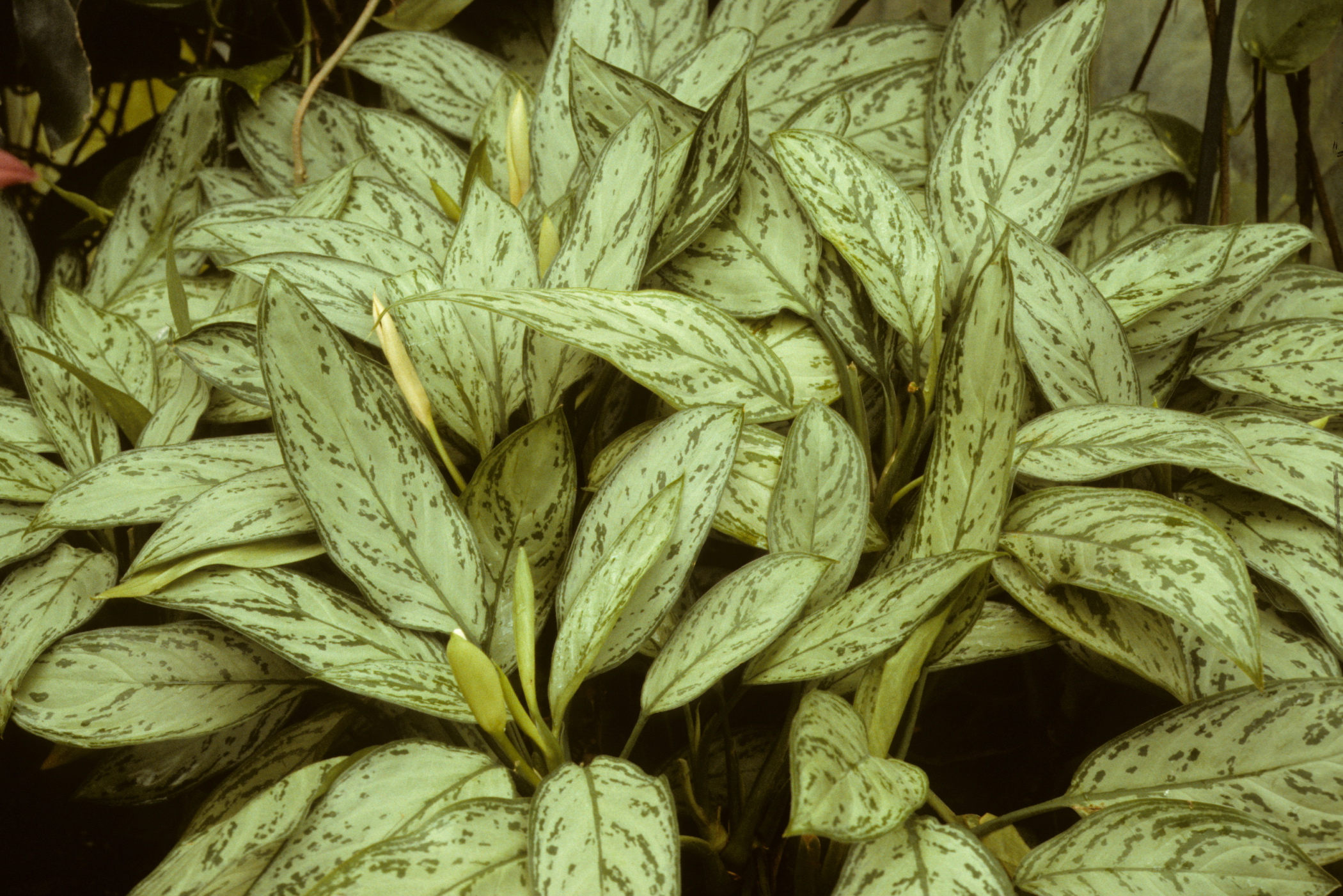 Les Plantes D'Intérieur Améliorent-Elles La Qualité De L'Air