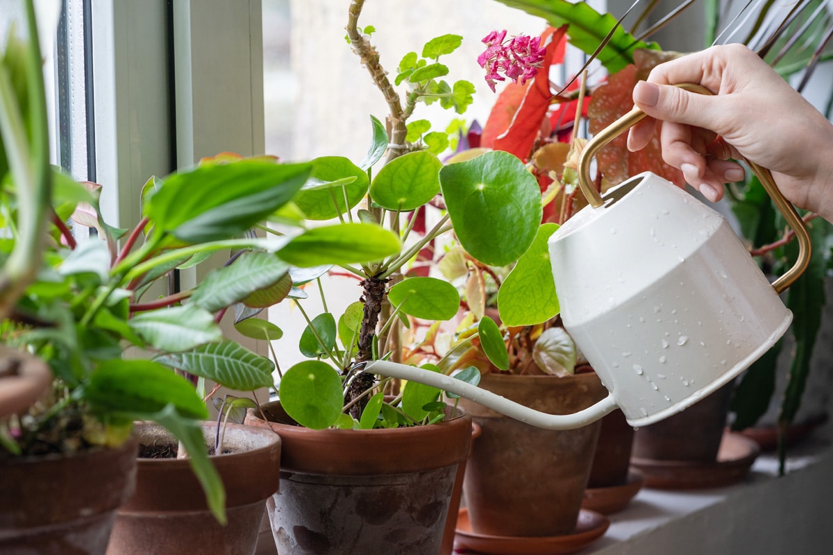 Verts Assoiffés : Maîtriser L'Art De L'Arrosage Des Plantes D'Intérieur