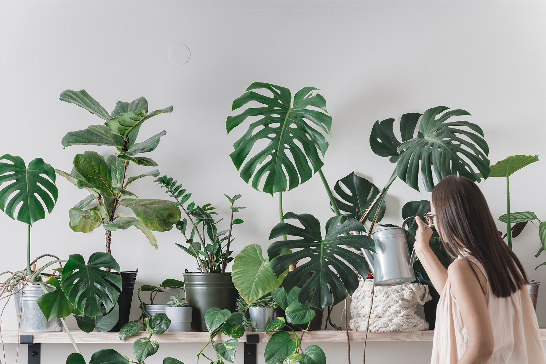 Comment Arroser Les Plantes D'Intérieur ?