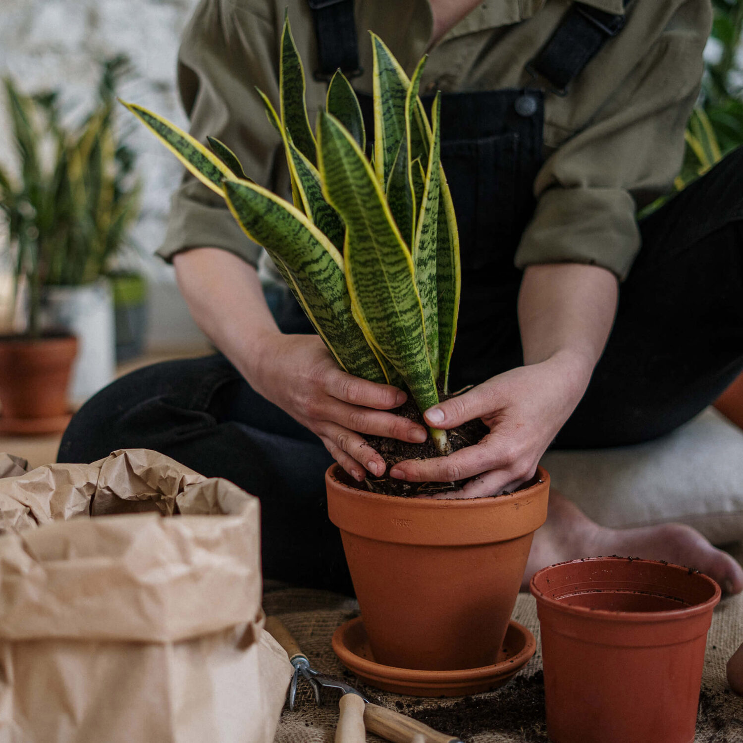 Quelle Plante D'Intérieur Est Bonne Pour La Santé