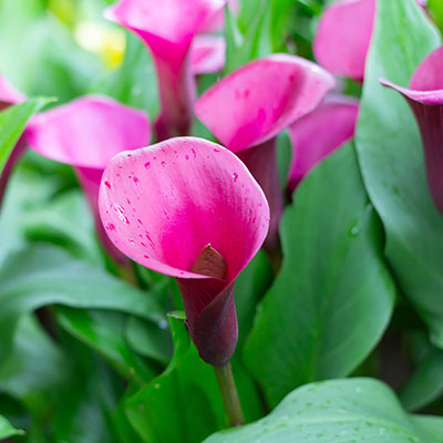 Le Calla Peut-Il Être Une Plante D'Intérieur