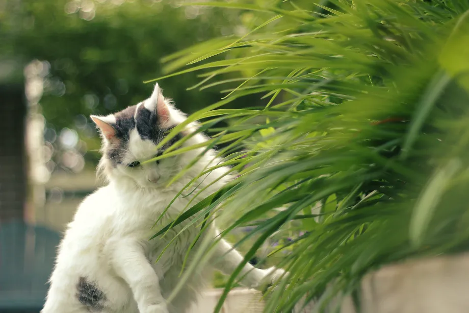 Flore Adaptée Aux Félins : Plantes D'Intérieur À Faible Lumière Sûres Pour Les Chats