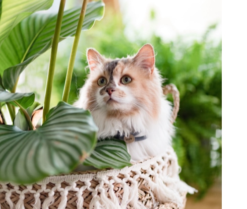 Flore Adaptée Aux Félins : Plantes D'Intérieur À Faible Lumière Sûres Pour Les Chats