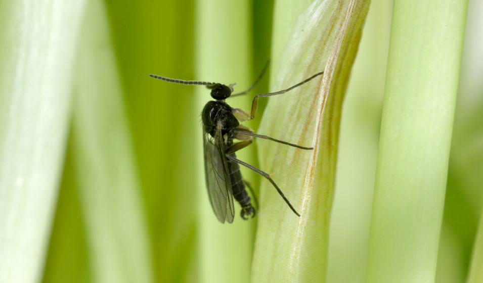 comment eloigner les moucherons des plantes d interieur 2