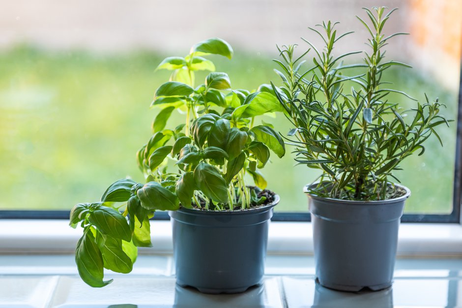 Le Basilic Est-Il Une Plante D'Intérieur