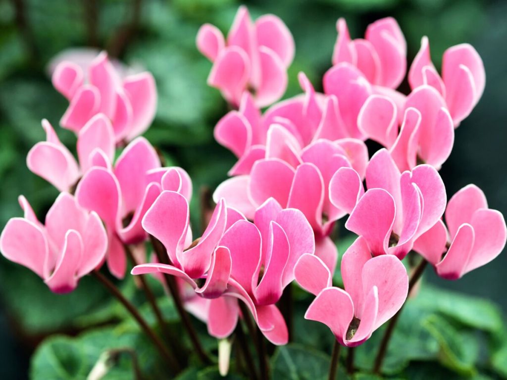 cyclamen 5 conseils d entretien