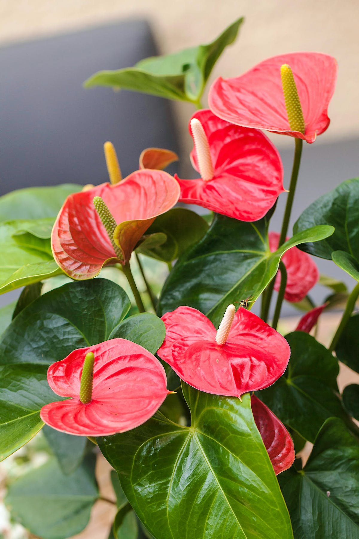 Un Anthurium Est-Il Une Plante D'Intérieur