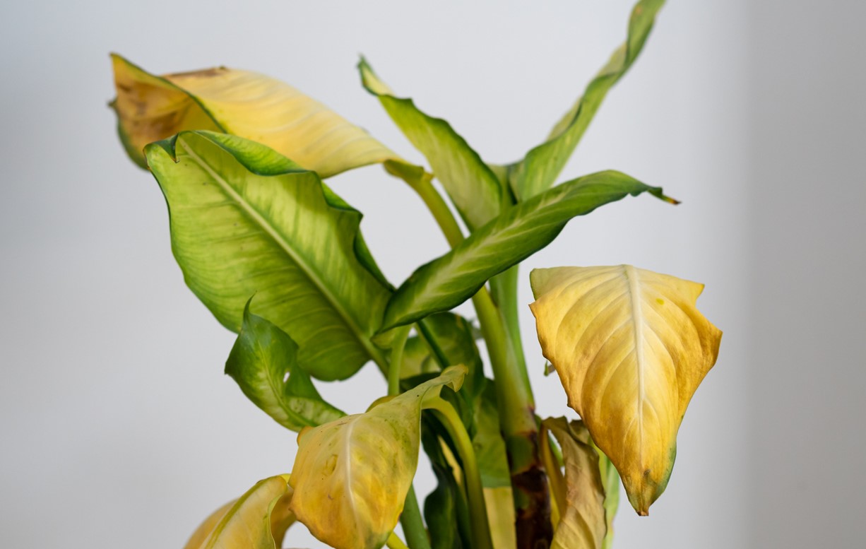 Why is my houseplant turning yellow?