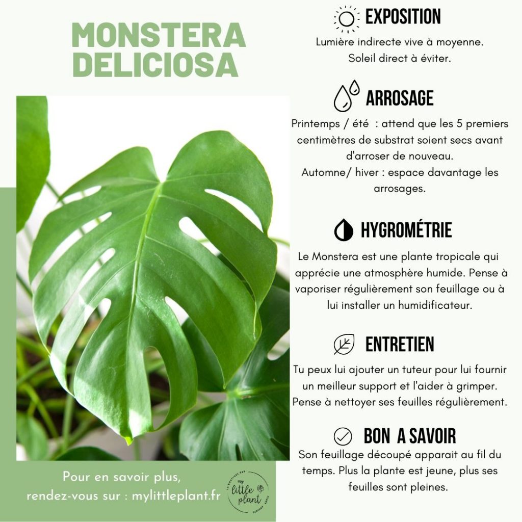 Mystique Du Monstera : Le Guide Ultime Pour Les Soins Des Plantes Monstera En Intérieur