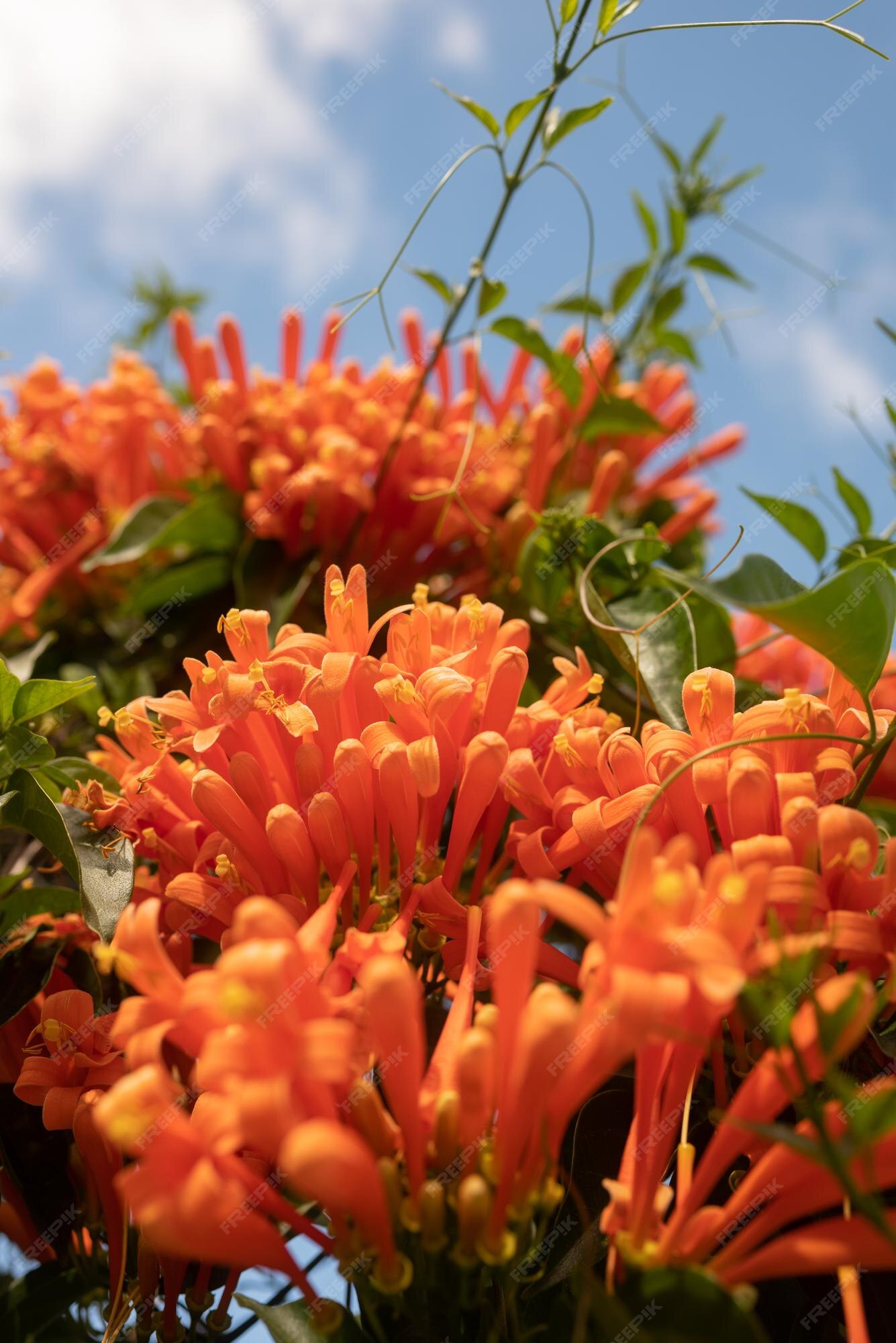 Flore Ardente : Découverte De Plantes Tropicales Aux Fleurs Orange Vibrantes