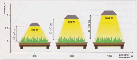 À Quelle Distance Les Lampes De Croissance Devraient-Elles Être Des Plantes