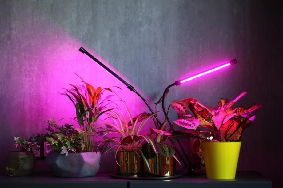 Quelle Couleur De Lumière De Croissance Est La Meilleure Pour Les Plantes D'Intérieur