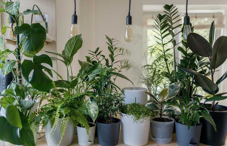 Les Plantes D'Intérieur Améliorent-Elles La Qualité De L'Air