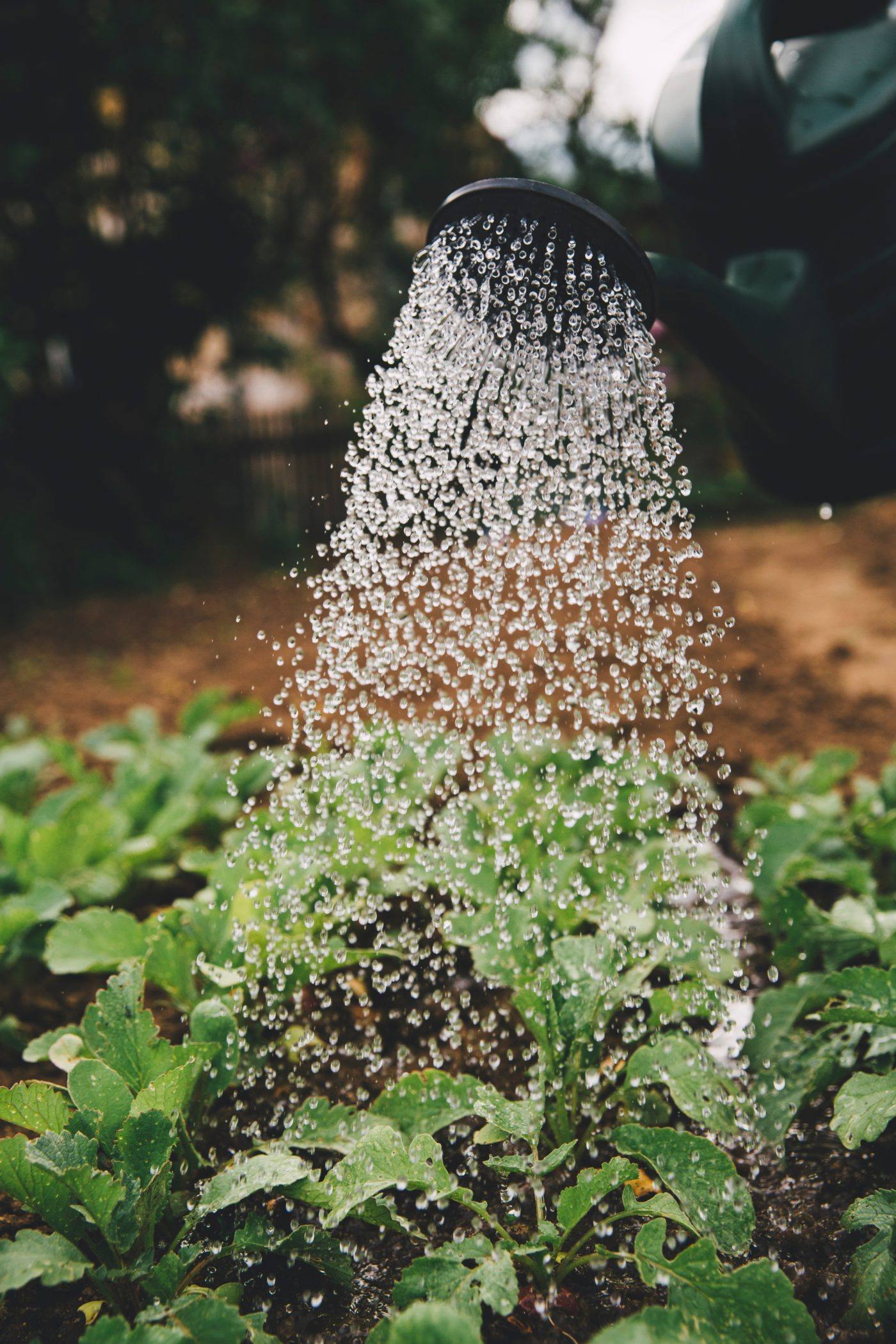 Verts Assoiffés : Maîtriser L'Art De L'Arrosage Des Plantes D'Intérieur