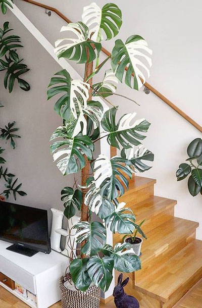 Magie De La Monstera : Les Avantages Surprenants De Cette Plante D'Intérieur