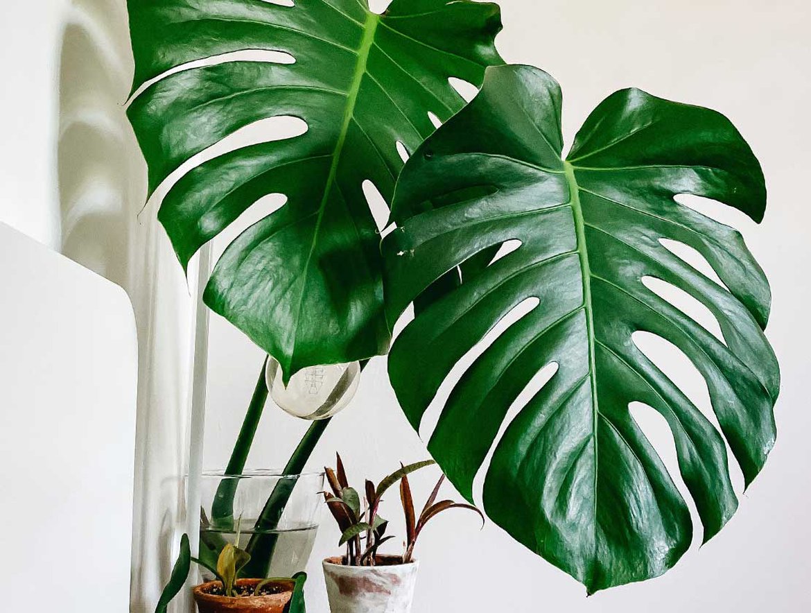 Magie De La Monstera : Les Avantages Surprenants De Cette Plante D'Intérieur