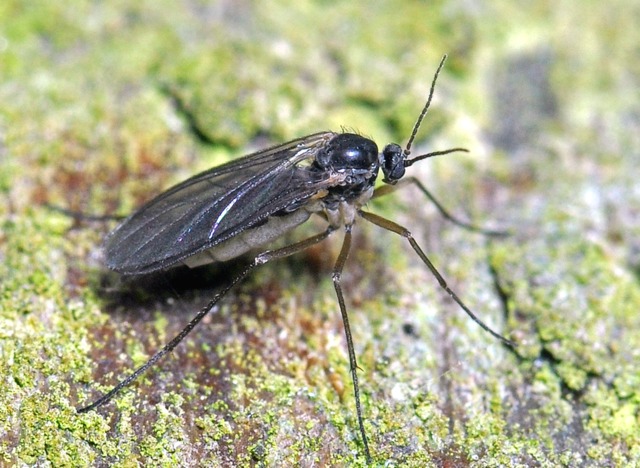 Comment Se Débarrasser Des Insectes Volants Sur Les Plantes D'Intérieur