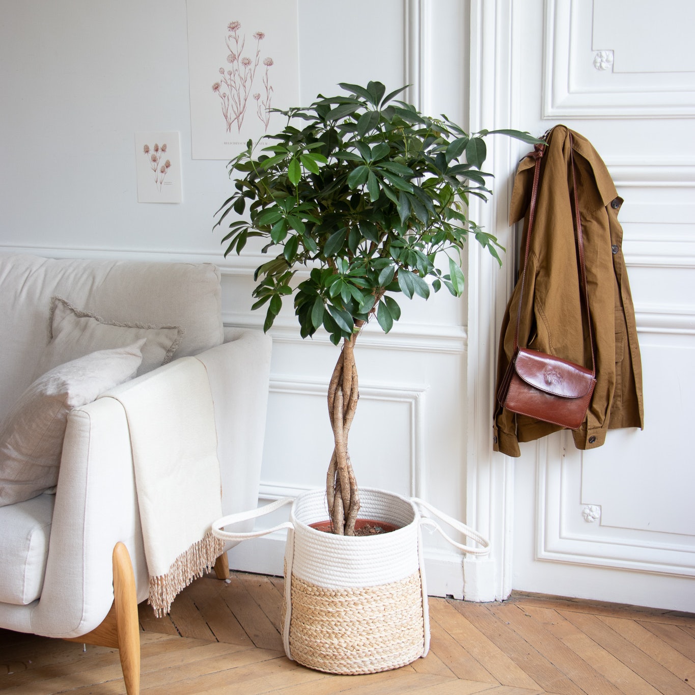 Soin De La Schefflera Amate En Intérieur