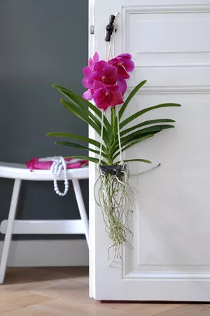 Comment S'Occuper D'Une Plante D'Orchidée En Intérieur