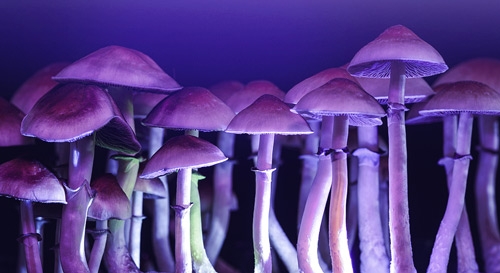 Quelle Est La Meilleure Lumière Pour La Culture Des Champignons