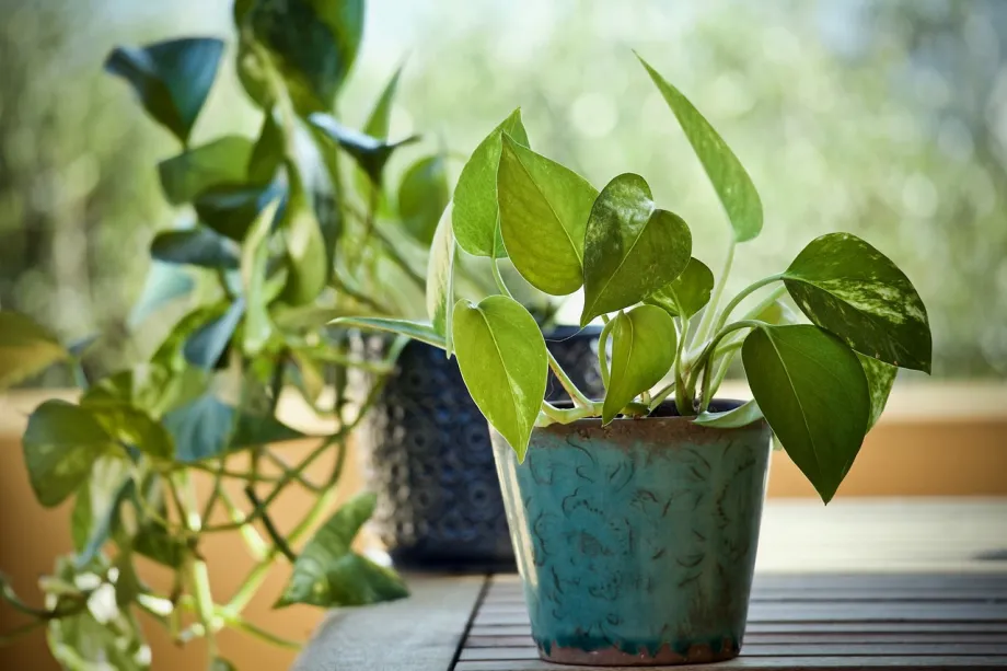 Farniente Végétal : Les Meilleurs Nutriments Pour La Phase Végétative Des Plantes D'Intérieur