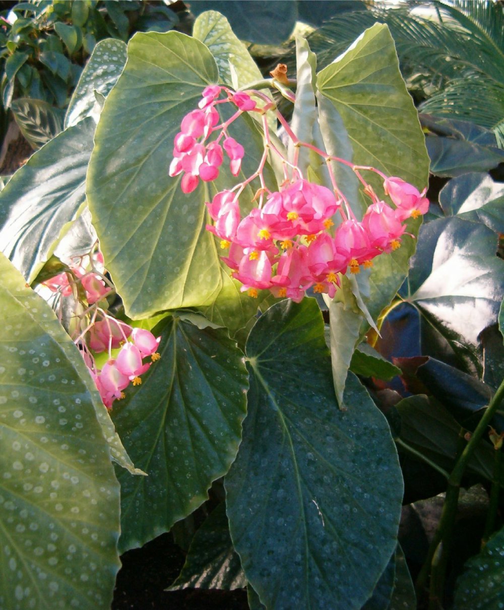 Délicates Fleurs : Plantes D'Intérieur Aux Petites Fleurs Roses