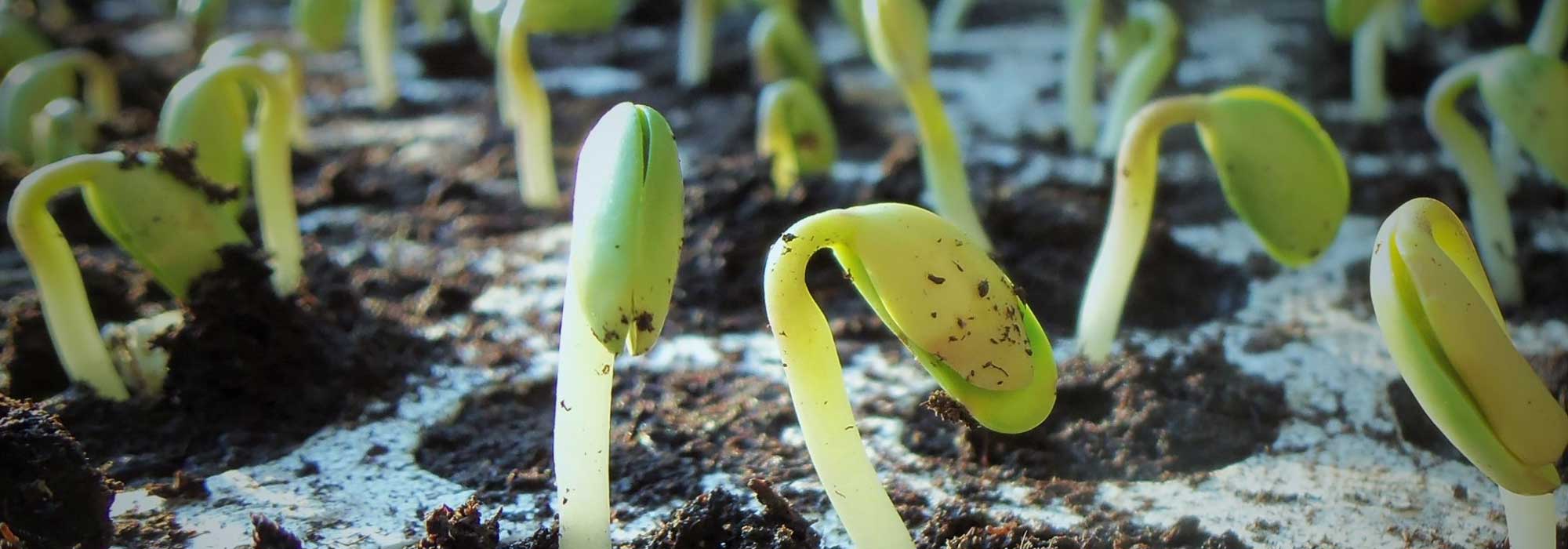 Succès Des Semis : Germination Et Culture De Plantes En Intérieur À Partir De Graines