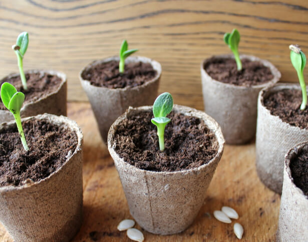 Quand Planter Des Graines De Concombre En Intérieur