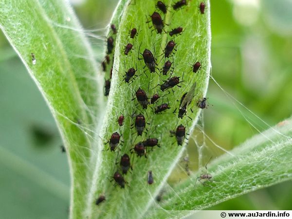 Comment Tuer Les Pucerons Sur Les Plantes D'Intérieur