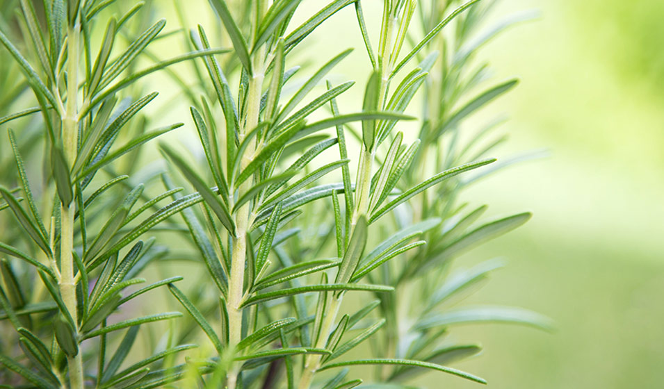 Résilience Du Romarin : Avantages Et Conseils D'Entretien Pour Les Plantes De Romarin D'Intérieur