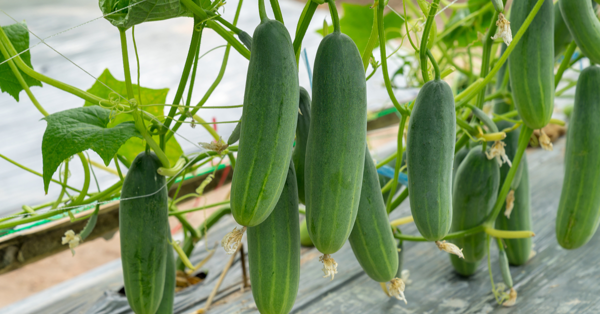 Quand Planter Des Graines De Concombre En Intérieur