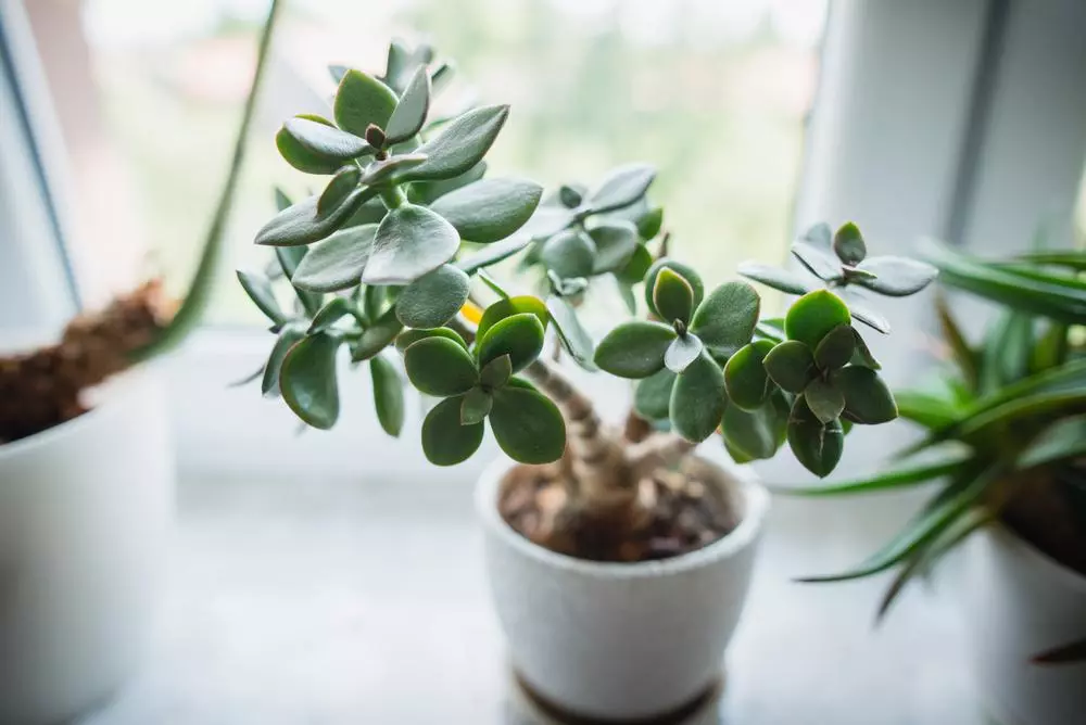 Bonheur Vert : Découvrir Les Nombreux Avantages Des Plantes D'Intérieur