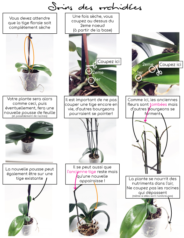 Comment S'Occuper D'Une Plante D'Orchidée En Intérieur