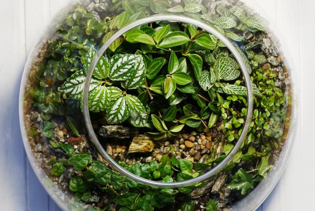 Oasis De Salon : Cultiver Des Plantes D'Intérieur Pour Un Espace Vivant