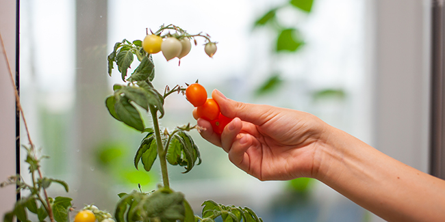 Une Plante De Tomate Peut-Elle Pousser En Intérieur