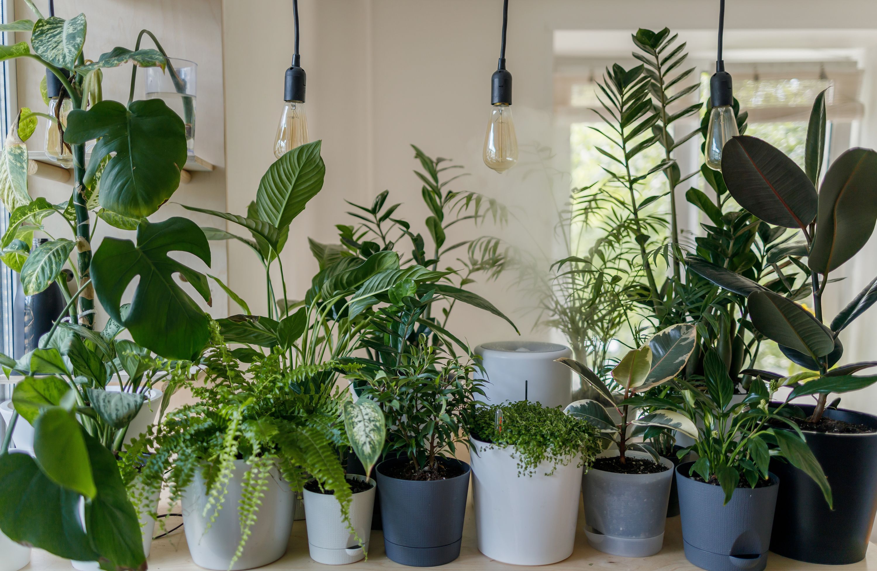 Efficacité Explorée : Les Lampes De Croissance Fonctionnent-Elles Vraiment Pour Les Plantes D'Intérieur ?À Quelle Distance Les Lampes De Croissance Devraient-Elles Être Des Plantes